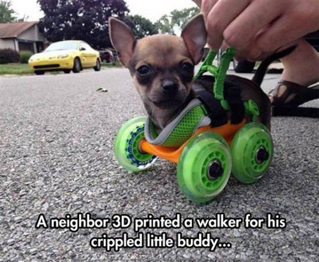 chihuahua wheelchair - 2 Aneighbor 3D printed a walker for his Scrippled little buddy...