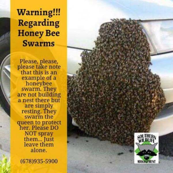 bee swarm resting - Warning!!! Regarding Honey Bee Swarms Please, please, please take note that this is an example of a honeybee swarm. They are not building a nest there but are simply resting. They swarm the queen to protect her. Please Do Not spray the