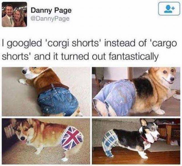 corgi shorts - Danny Page I googled 'corgi shorts' instead of 'cargo shorts' and it turned out fantastically