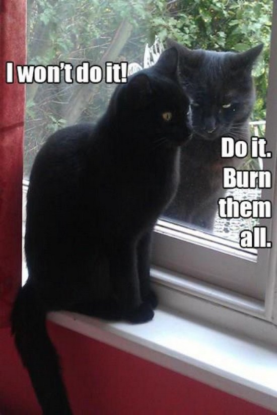 black cat funny - I won't do it! Do it. Burn them
