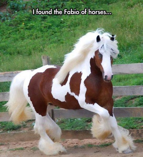 clydesdale horse - I found the Fabio of horses...