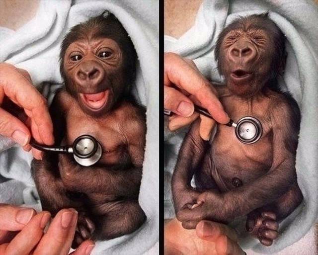 cool pic baby gorilla cold stethoscope