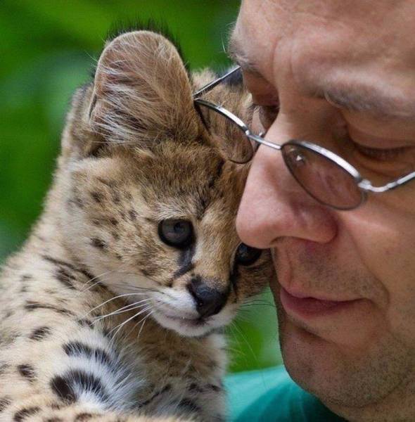cool pic serval cuddle