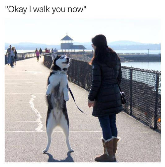 Animal - "Okay I walk you now"
