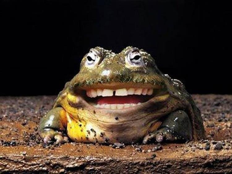 funny picture of a frog that has been photoshopped to look like it has human teeth and smile.