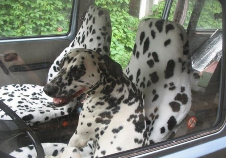 Dalmatian dog sitting on a dalmatian pattern car seats covers.