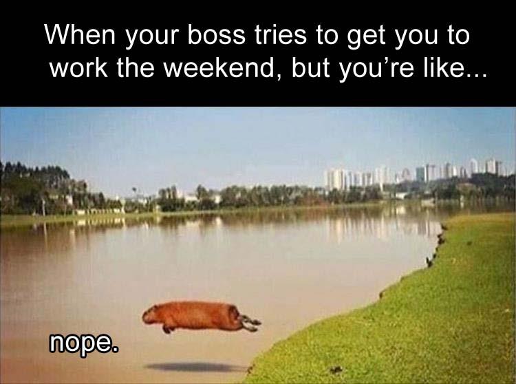 Funny meme of furry animal leaping right into the water as reaction to when boss tries to get you to work the weekend.
