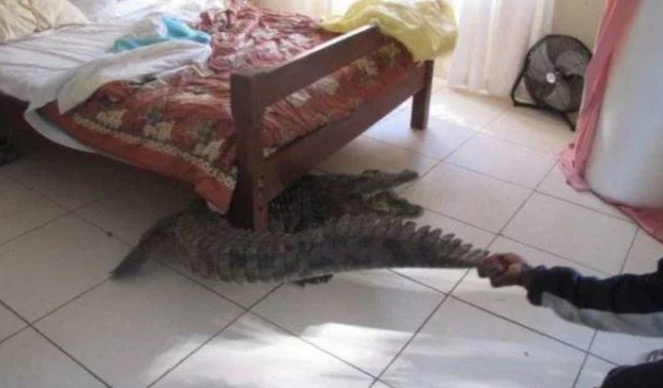 Man grabbing alligator by the tail in a bedroom setting.