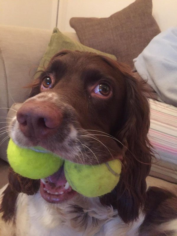 Dog with two tennis balls in his mouth.