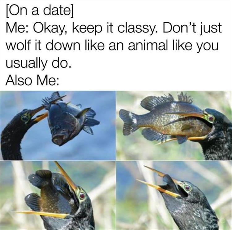 Funny meme of trying to keep it classy on a date but it doesn't work, pic of bird swallowing a whole fish.