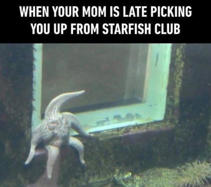 funny pic of a starfish made into funny meme of when your mom is late picking you up.