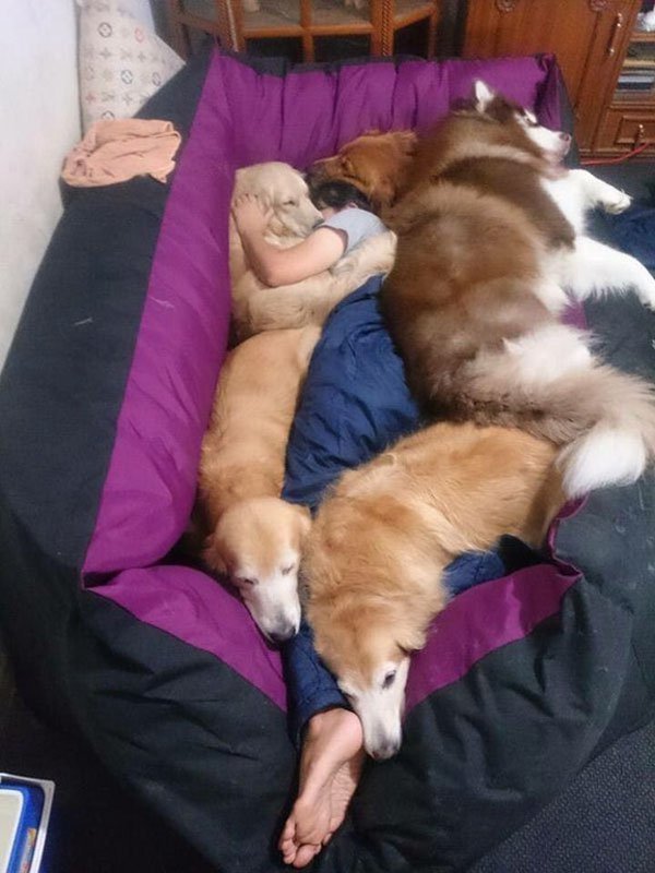 Person sleeping the couch with lots of dogs