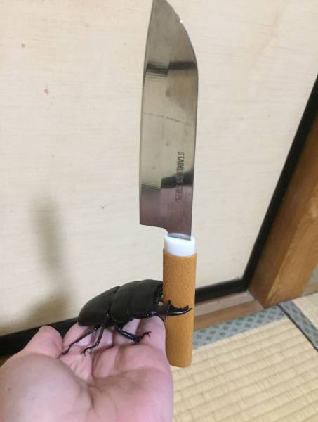 cool pic animals with knives - Stainless