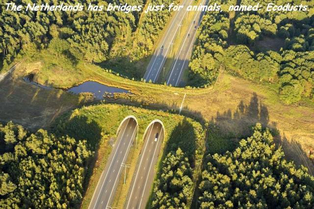 cool pic netherlands animal bridges - Netherlands has bridges just for an for animals, named. Ecod Sts.