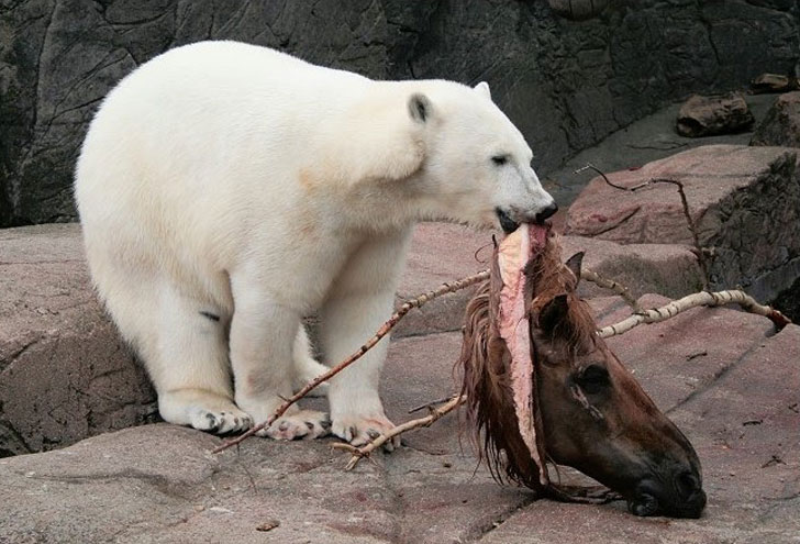 bear eating people