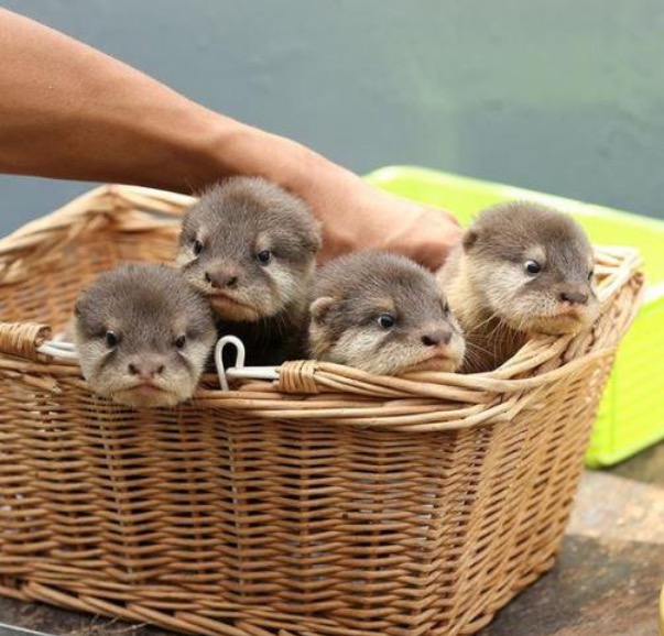 Very cute basket full of otters.