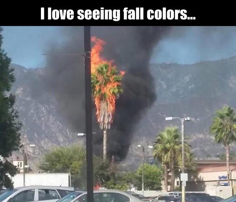 Meme about the love of seeing fall colors with pic of burning palm tree