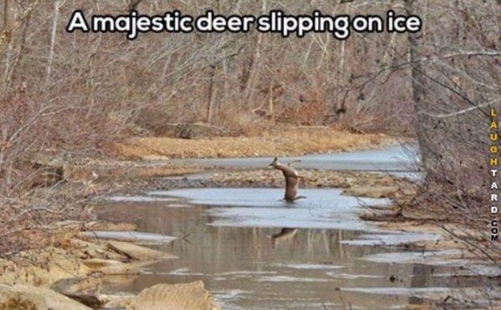 Very funny meme of a majestic deer slipping on the ice.