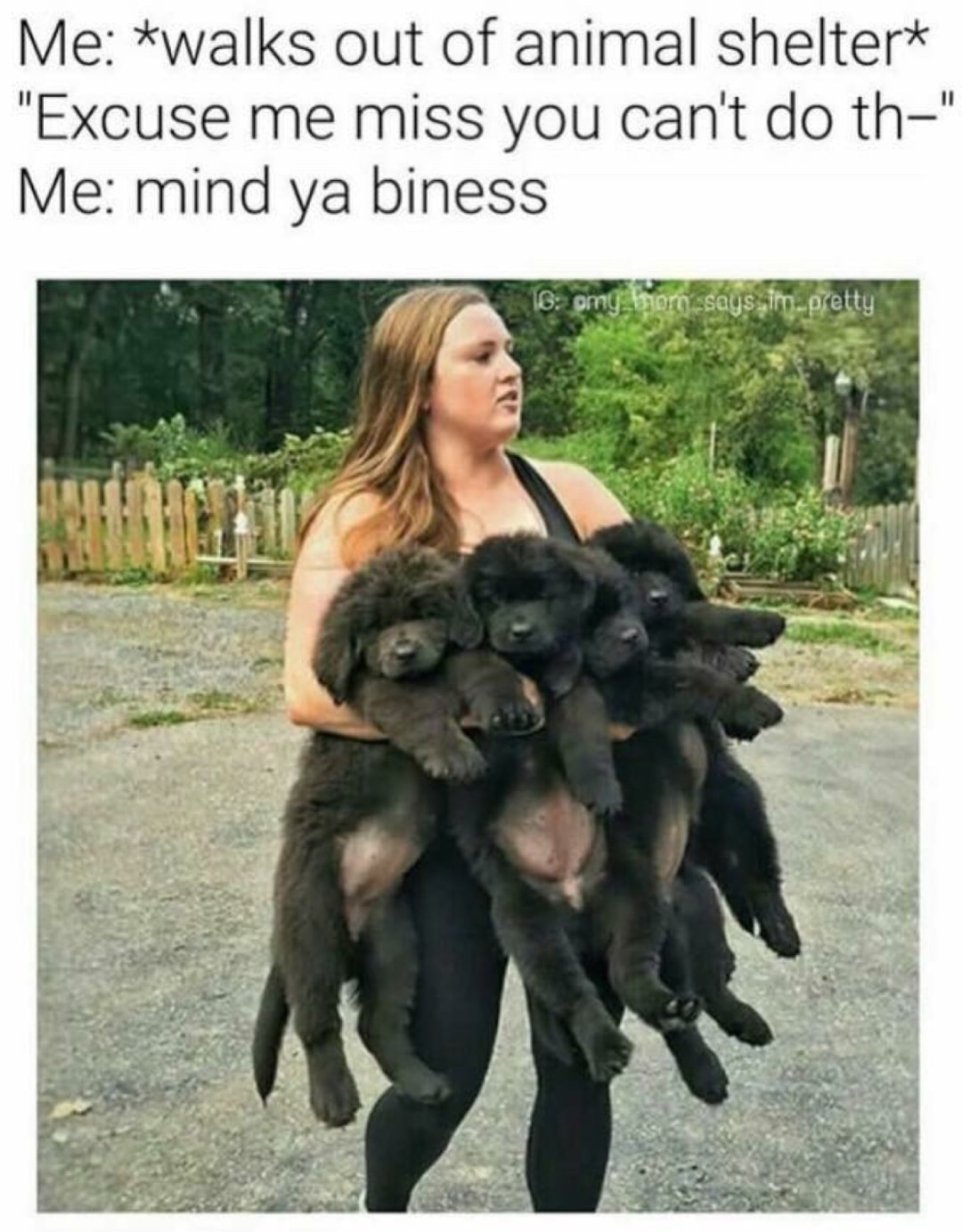 Funny meme about adopting a bunch of dogs from a shelter.