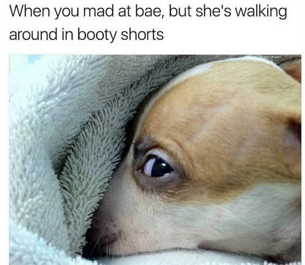 Funny meme of dog in a towel but peeking from the side as to how it feels when you are mad at Bae but she is walking around in booty shorts.