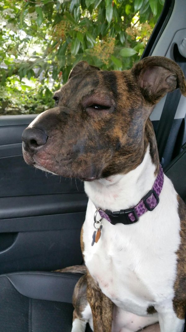 30 Dogs That Regret Eating A Bee This Summer