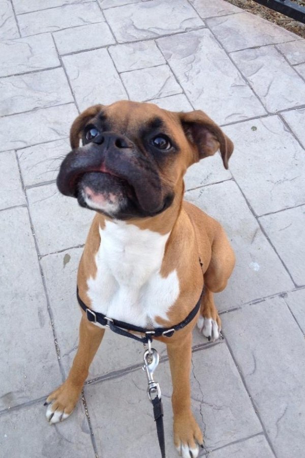 30 Dogs That Regret Eating A Bee This Summer