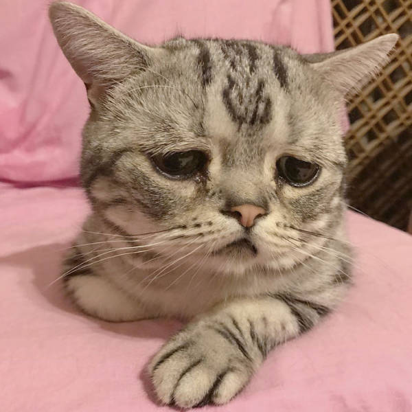 sad cat