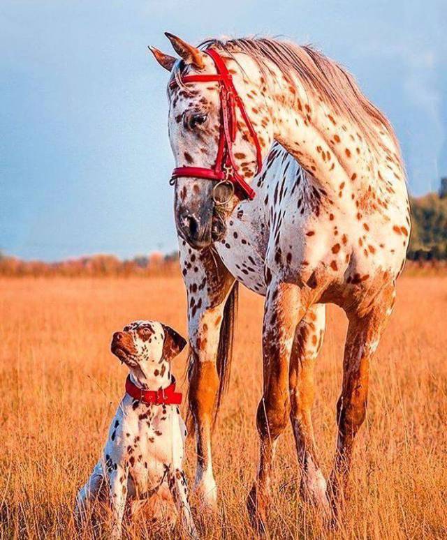 matching horse and dog