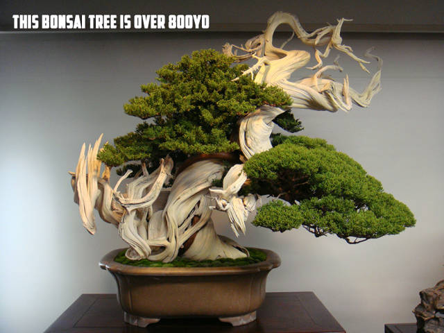 beautiful bonsai trees - This Bonsai Tree Is Over Booyo