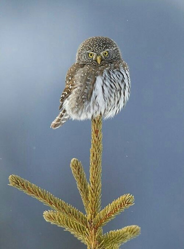 cute northern pygmy owl
