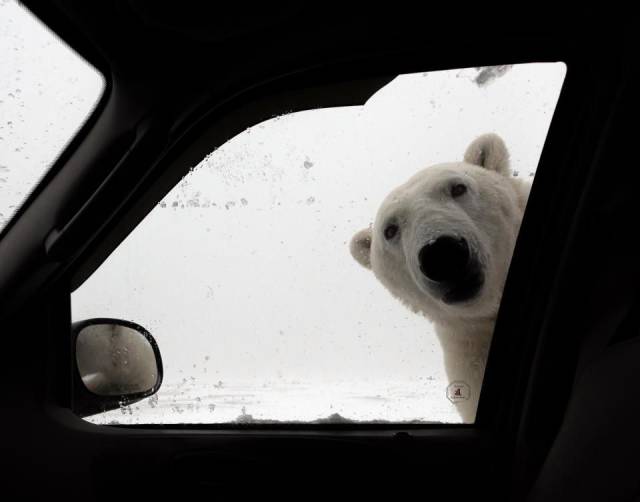 polar bear car window