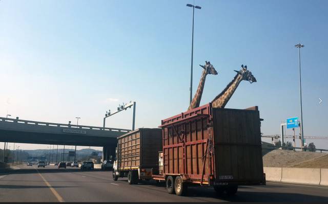 giraffe hit bridge