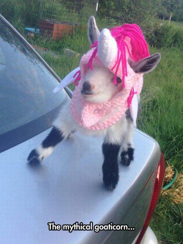 goat in unicorn costume - The mythical goaticorn...