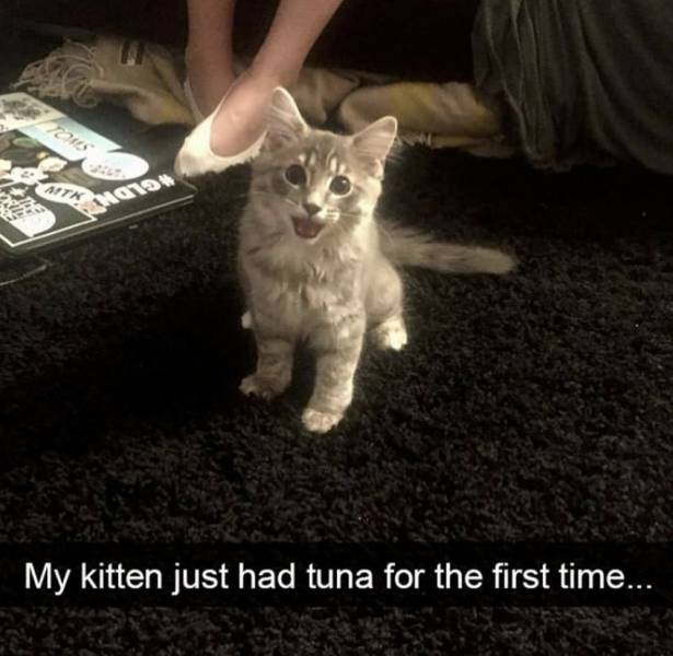 grow up quotes - Atk My kitten just had tuna for the first time...