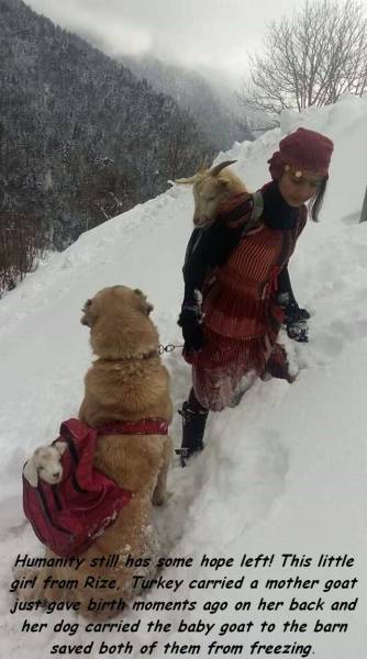 turkish girl carrying goat - Do Humanity still has some hope left! This little girl from Rize, Turkey carried a mother goat just gave birth moments ago on her back and her dog carried the baby goat to the barn saved both of them from freezing