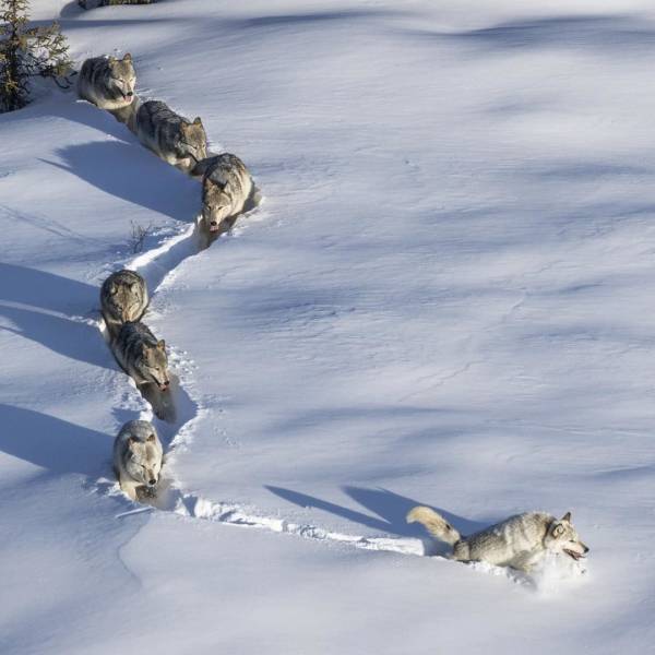 wolf leading pack through snow