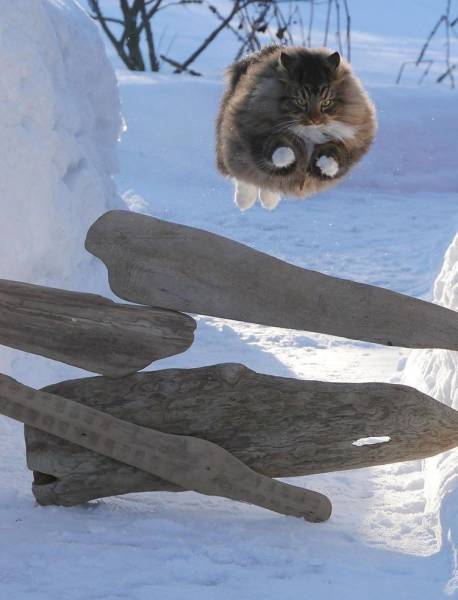 cat jumping snow