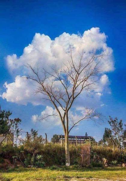 tree with clouds