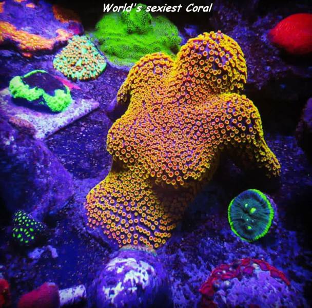 world's sexiest coral - World's sexiest Coral 000 Ooo