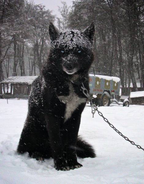 black wolf hybrid