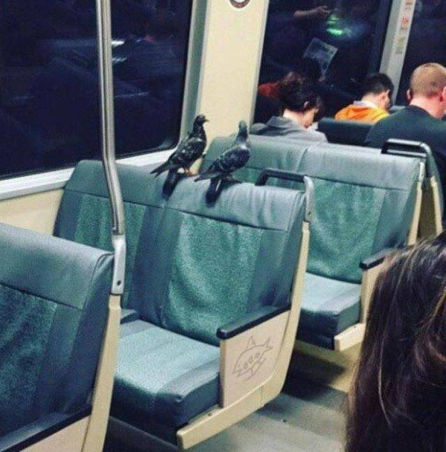 bird riding train