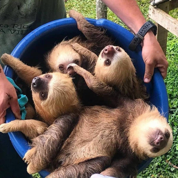bucket of sloths