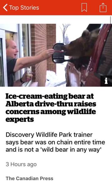 canada shoulder - Top Stories Icecreameating bear at Alberta drivethru raises concerns among wildlife experts Discovery Wildlife Park trainer says bear was on chain entire time and is not a 'wild bear in any way' 3 Hours ago The Canadian Press