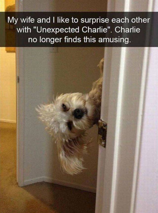 unexpected charlie - My wife and I to surprise each other with "Unexpected Charlie". Charlie no longer finds this amusing.