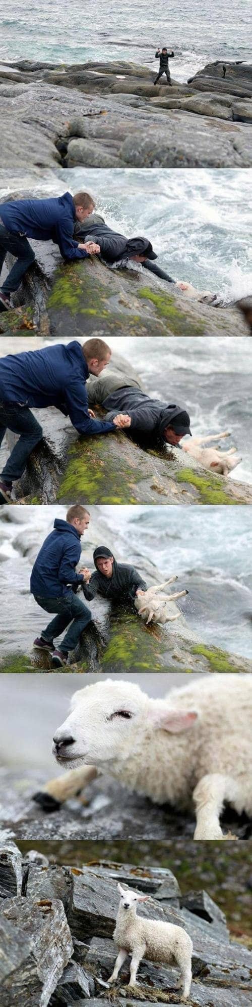 2. These two men are Norwegian heroes who rescued a sheep from the ocean

So many questions:
a) How did the sheep end up in the ocean?
b) Was it going for a dip to cool off before remembering it can't swim?
c) Does stuff like this happen all the time in Norway? 
d) Are they single?
