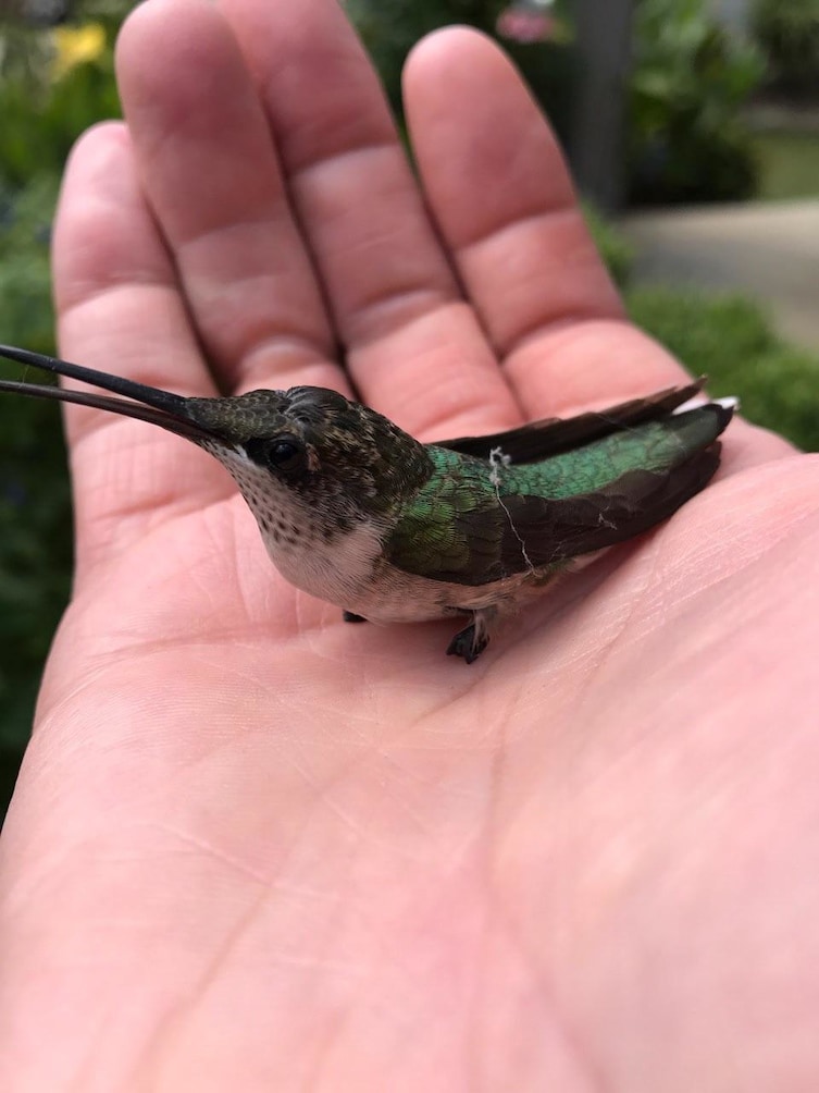 Hummingbirds are so small that they can get caught in spiderwebs — this one was rescued by a human

Hummingbirds are only about 3 inches long, and in other news, I need to get a pet hummingbird.