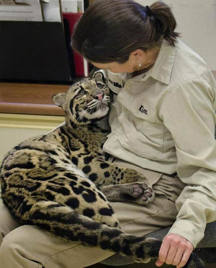 I just want to meet someone who looks at me like this clouded leopard looks at her trainer

Fun fact about clouded leopards: Scientifically, they have the cutest eyes of all the large cats.