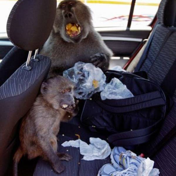 baboons car