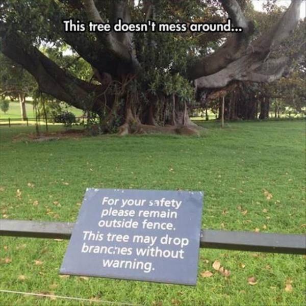 tree meme - This tree doesn't mess around... For your safety please remain outside fence. This tree may drop branches without warning.