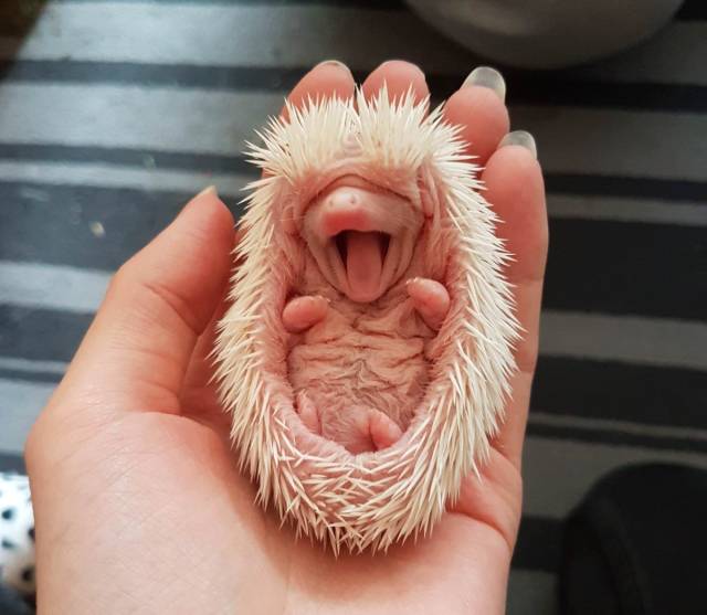 baby hedgehog yawning